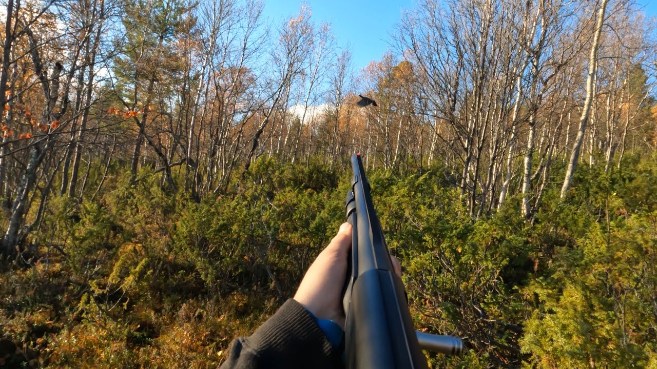 Rype Og Skogsfugljakt 2022: med stående fuglehund - YouTube