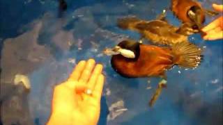 Diving Ducks at the Patuxent Wildlife Research Center.wmv
