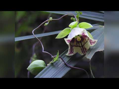 Video: Ussuri Kodonopsis