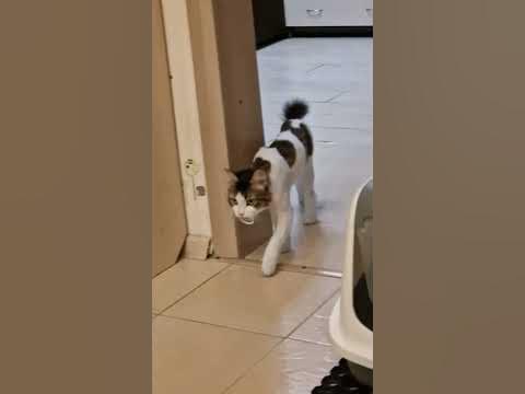 кото-пес - YouTube