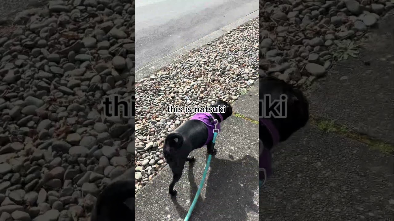 why did I name them that .. #ddlc #dw #dandysworld #dokidokiliteratureclub #osc #dogs #satire