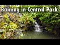 New York City Walking: Raining in Central Park - Binaural ASMR