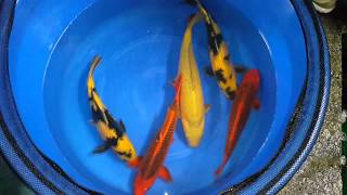 A Otsuka Mix 6