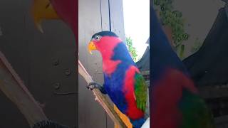 Burung Nuri Urip Papua