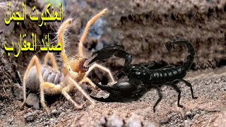 عنكبوت الجمل وحش الصحراء و اسد العناكب