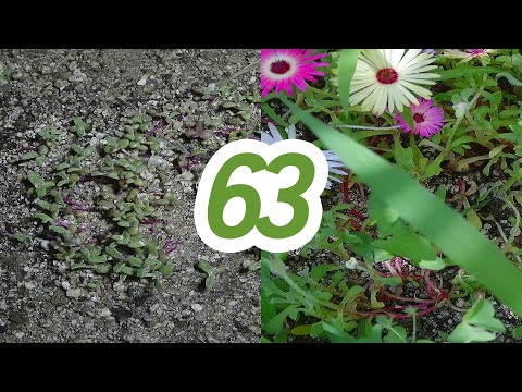 Time Lapse of 63 days, livingstone daisy, outdoor shooting. 리빙스턴데이지 타임랩스.