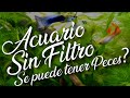  puedo tener peces acuario natural sin filtro no filtro no co2 no abono