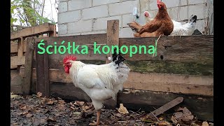 Ściółka konopna dla moich kur i kaczek 🐔 co mnie przekonało ? #countrylife