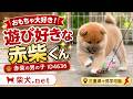 ID4636 赤♂ shiba inu puppy red male