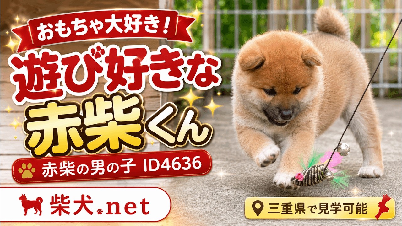 Tatsuya様 赤犬 ID4636 赤♂ shiba inu puppy red male - YouTube