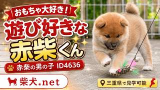 赤柴メス子犬】ID4636の詳細情報と購入ガイド｜価格・血統・保証内容