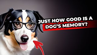 The Mechanics of Dog Memory: How Much Can They Recall?