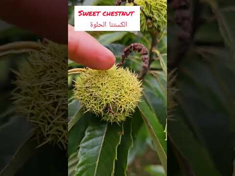 الفرق بين الكستناء الحلوة والمرة المسممة كستناء 