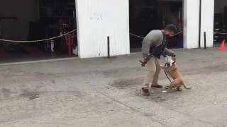 working rescued pit bull and bite work freak of nature,