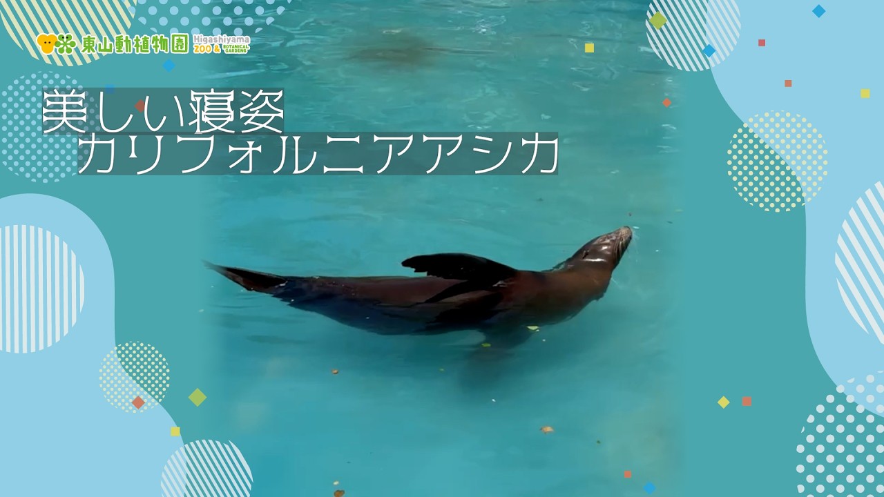 Higashiyama Zoo and Botanical Gardens Official] Beautiful sleeping