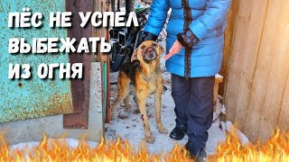 Огонь был везде Но пёс не смог убежать Он был закрыт во дворе горящего дома /Help save the dog