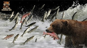 NGƯỢC DÒNG THÁI BÌNH DƯƠNG! Hành Trình Di Cư Ngoạn Mục Của Hàng Triệu Con Cá Hồi | MMHD