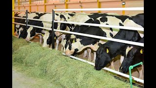 مزارع  كولوشا لتربية الأبقار