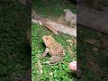 Boing catch frogs funny |froggy catch funnywep wep |funny froggy#shorts