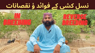 Advantages And Disadvantages of Inbreeding & Reverse Breeding