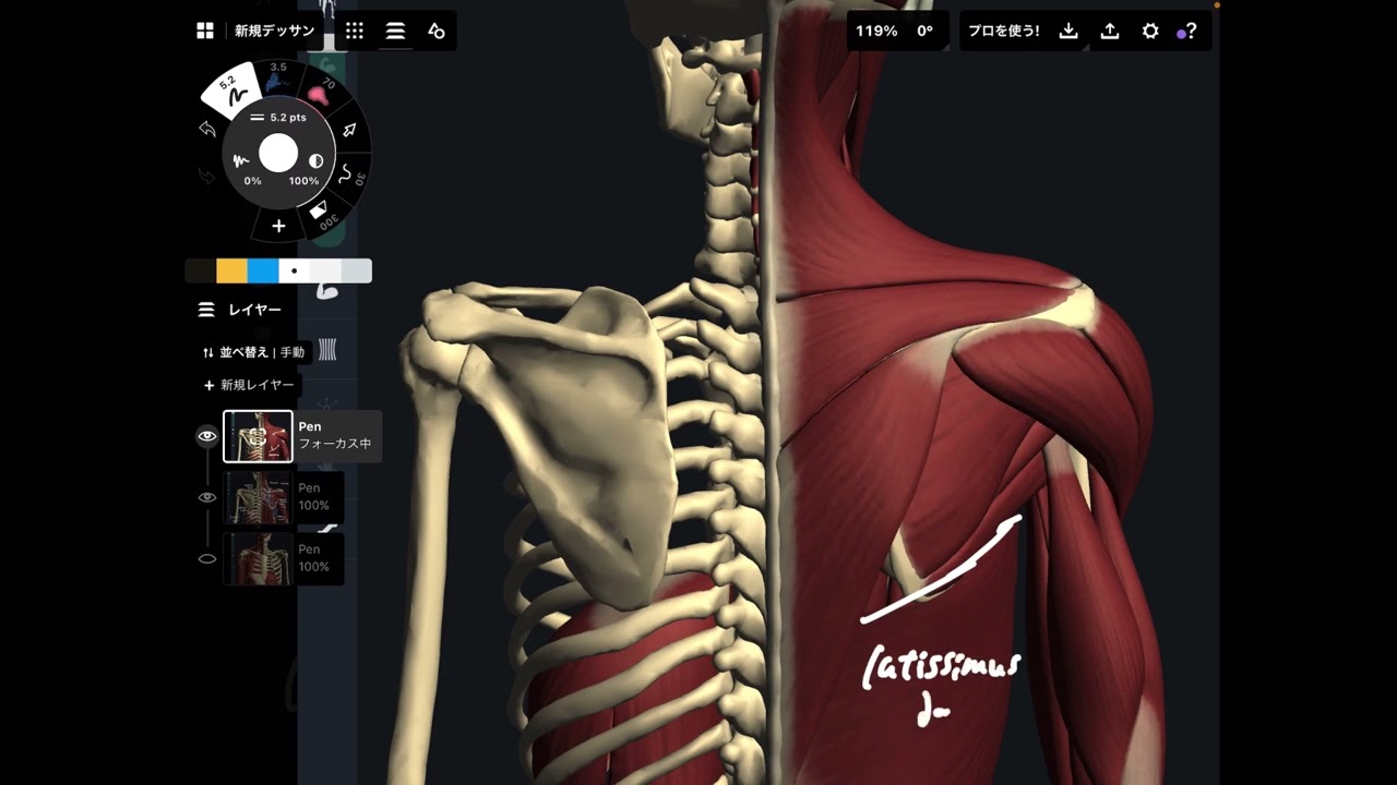 Anatomy of scapula and related muscles
