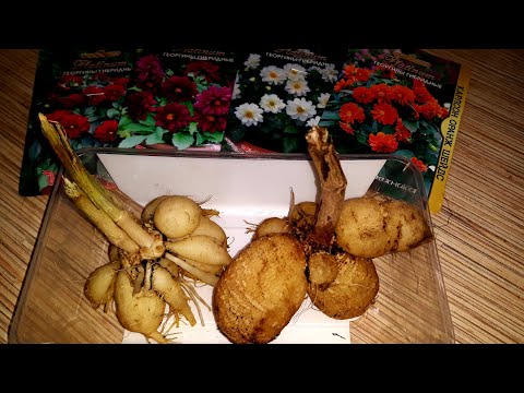 ЗАЧЕМ Я СОХРАНЯЮ КЛУБНИ ОДНОЛЕТНИХ ГЕОРГИН 👩‍🔧