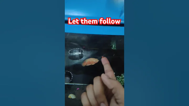 training hand feeding albino tiger Oscar baby , follow finger 🤞#fish #tigeroscar #oscarfeeding #baby