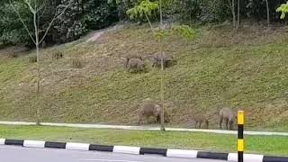 WILDBOAR ON THE LOOSE 😱 IN SINGAPORE | WILDBOAR HUNTING FOR FOOD