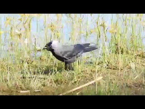 Jackdaw feeding