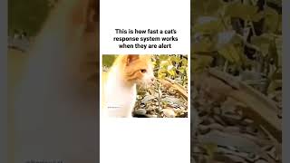 cats reflex is pretty cool #funnyshorts #catshorts #catvideos