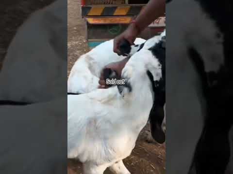 3 Male Solution Kota