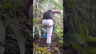 #ngetan panjuk rusa part 4#anak borneo#ngetan panjuk rusa#hutan borneo
