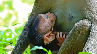 Animal Facts, Breast Feeding Ada Very Helpful For Adelee To Growth Up