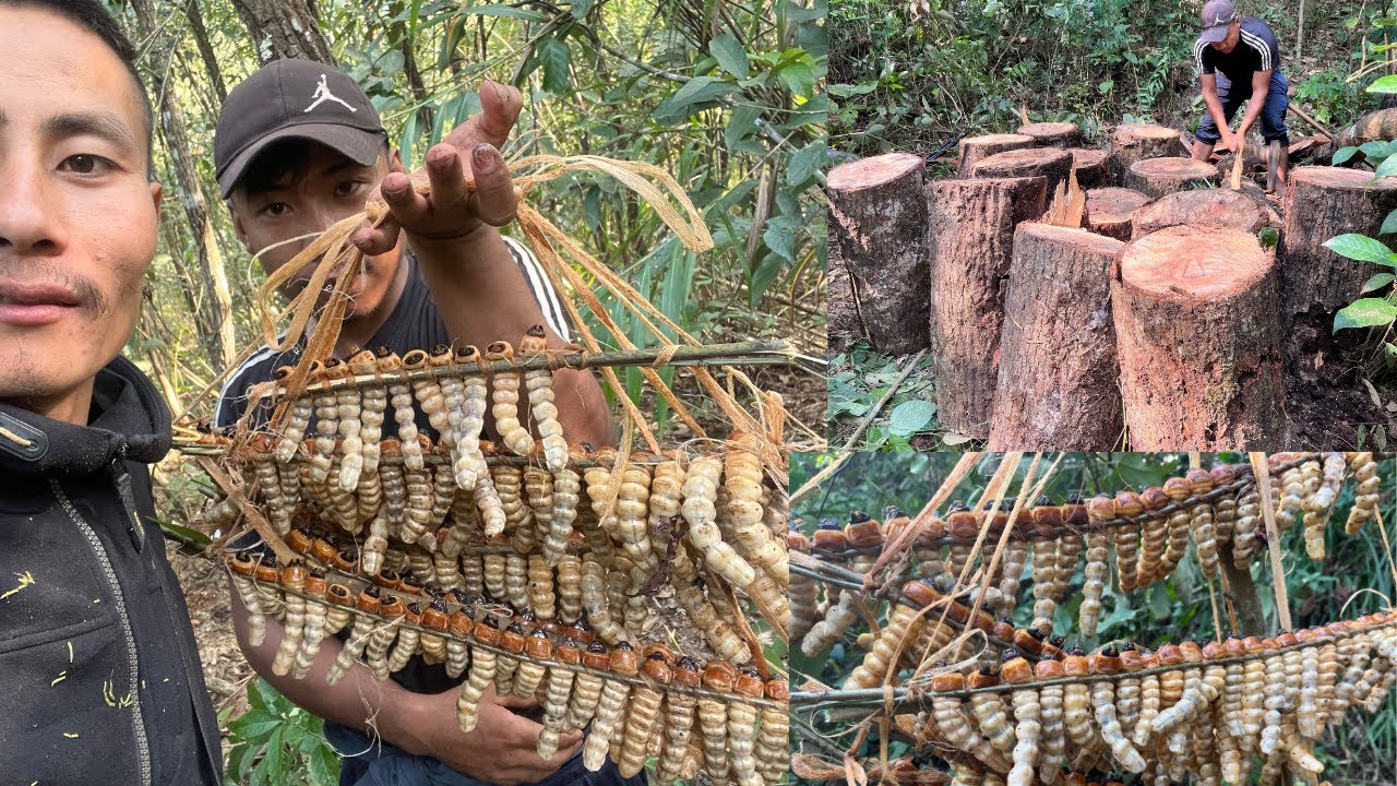 Hunting expensive Giant wood worm 🐛 /bizzare food found in Nagaland
