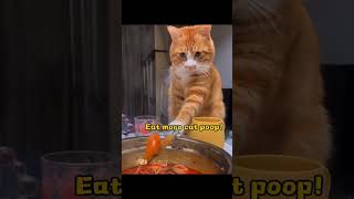 Funny CAT Moments 😂😂 episode 10572 #funnycats #cats #funnyanimals #petsofinstagram