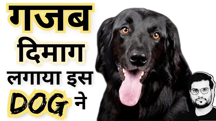 ये Dog गजब का Smart निकला 😲😁 #shorts #backtobasics by #arvind arora