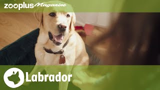 Labrador Retriever : Lignée de beauté vs Lignée de travail, Éducation, Caractère