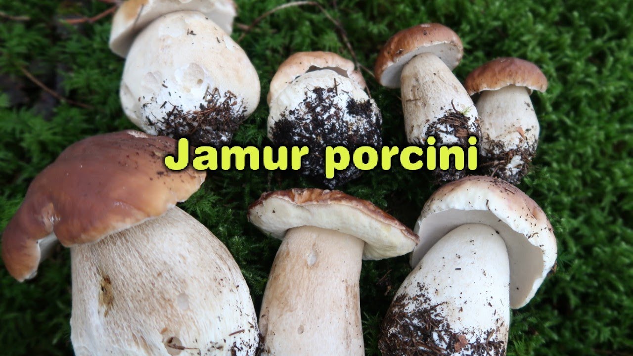 BERBURU DIAMOND HUTAN JAMUR PORCINI/ STEINSOPP