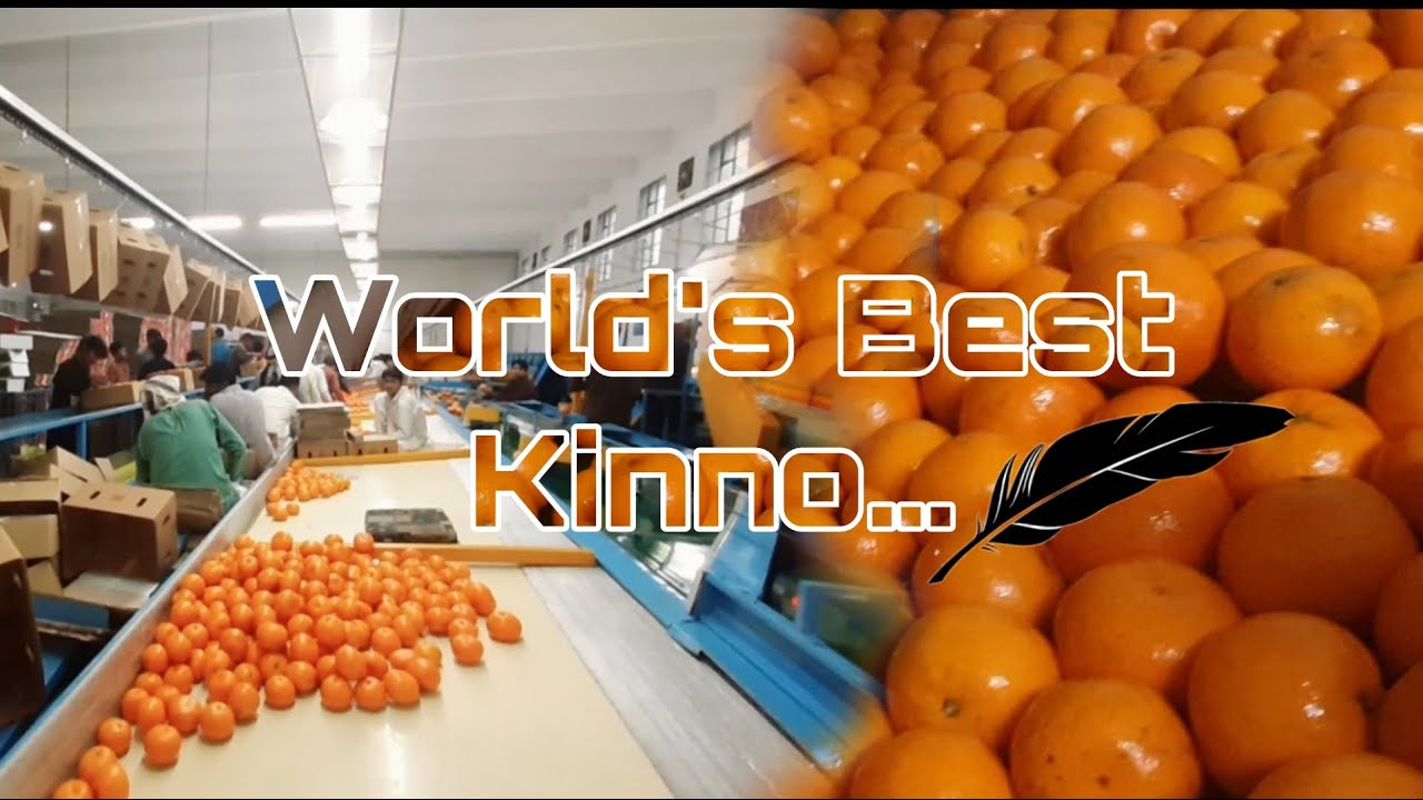 Visit at Kinno Factory | Sargodha