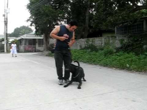 Iligan city mondio ring RUFOS...La'Rot means half rottweiler half labrador