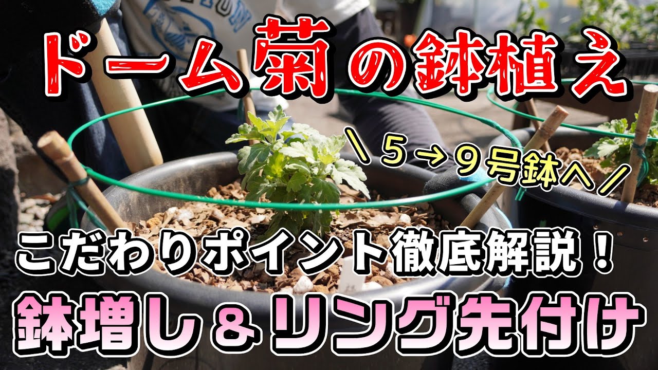 ドーム菊2025③ 【鉢増し】いざ9号鉢へ！花支えリングを先付け