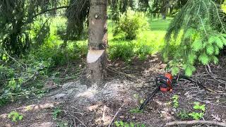 Celebrity Pine coming down Wealth