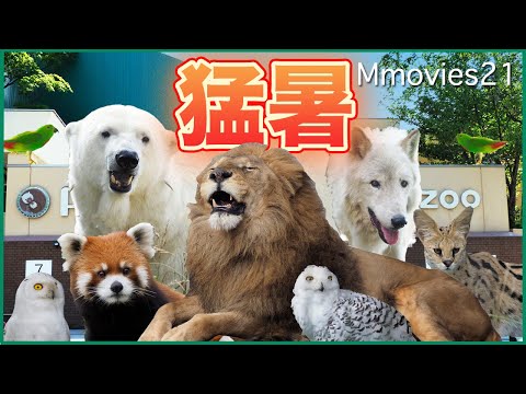 京濱鳥獣貿易 動物価格表 & 札幌 円山動物園 どうぶつぐらふ 京濱鳥獣貿易 動物価格表 & 札幌 円山動物園 どうぶつぐらふ