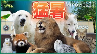 【記録的猛暑】北海道 夏の動物たちの暮らしを紹介 札幌市円山動物園 Animals in the heat