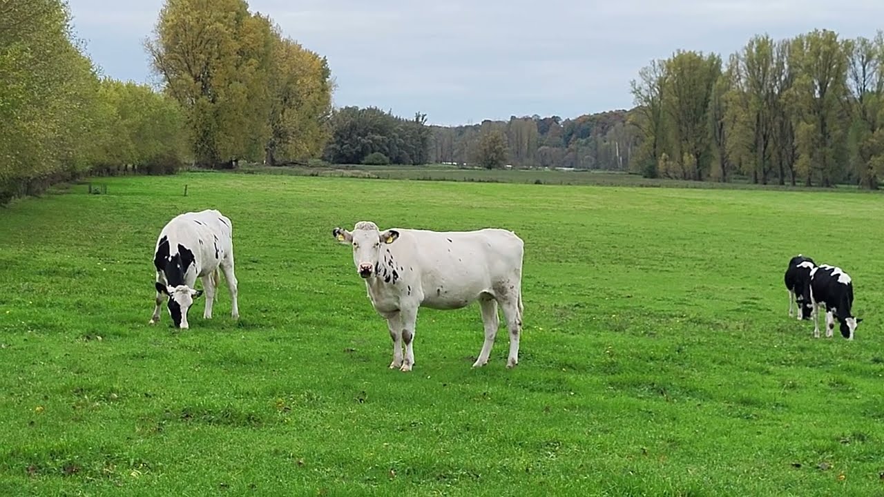 Relaxing Countryside Ambience: Happy Cows in the Pasture 4K