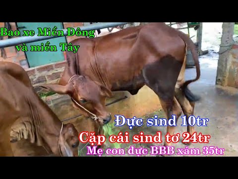 Video 13/09/2022 _ Đực Sind 10tr, cặp cái sind tơ 24tr, mẹ... - youtube