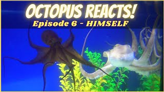 Octopus Reacts to Video of Himself - Episode 6
