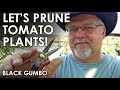 Pruning Tomato Plants || Black Gumbo