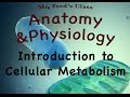 Cellular Metabolism Quiz