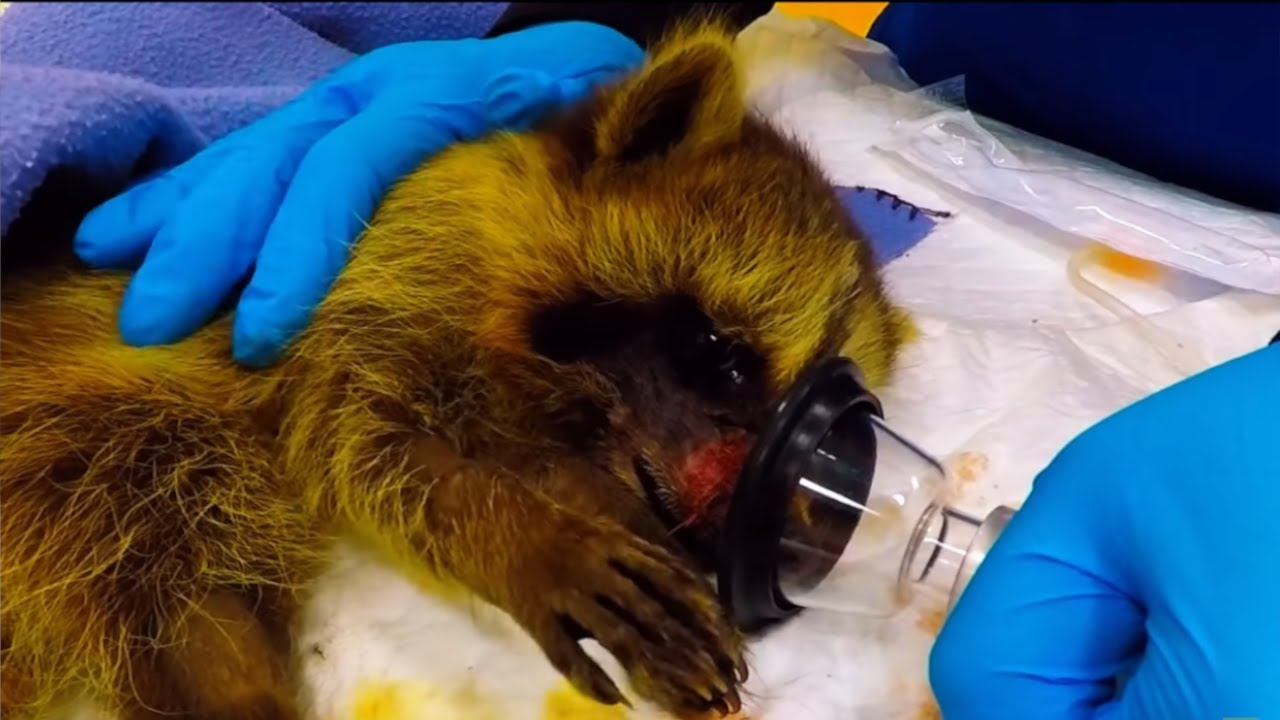 silly raccoon videos Rescued raccoon recovering from surgery captures veterinary staff's hearts